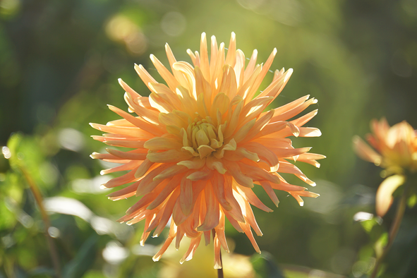 Jede Jahreszeit hat ihre Blumen: Spätsommer / Herbst