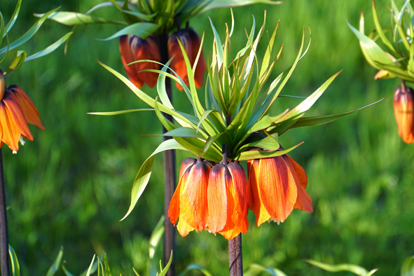 Blumenrabatte an der Kienbergpromenade