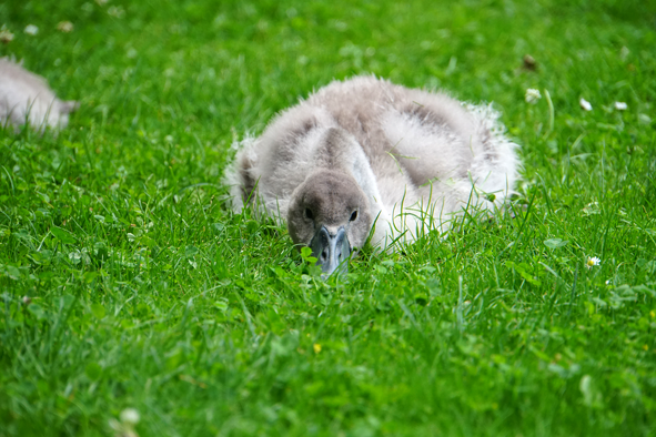 Von der Wuhlesteg konnte man einen Schwan brüten sehen. Das ganze Jahr über sah man die kleinen Schwäne wachsen.