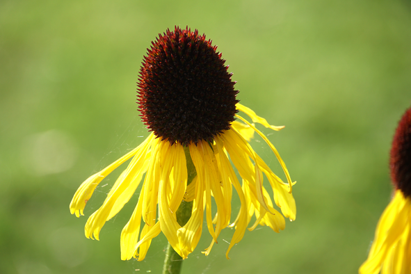 Jede Jahreszeit hat ihre Blumen: Sommerblume