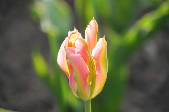 Jede Jahreszeit hat ihre Blumen: Frühling