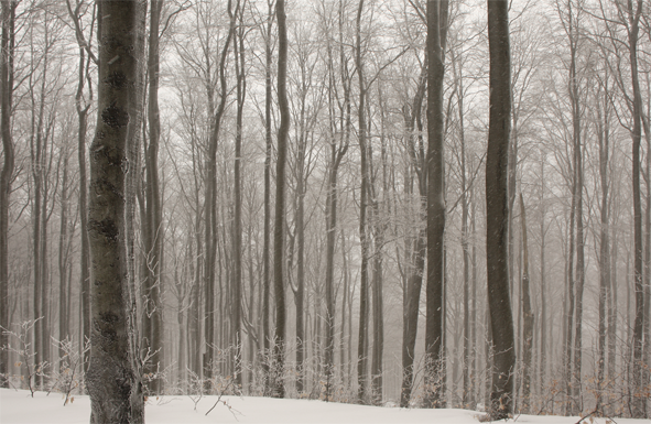 Winterwald