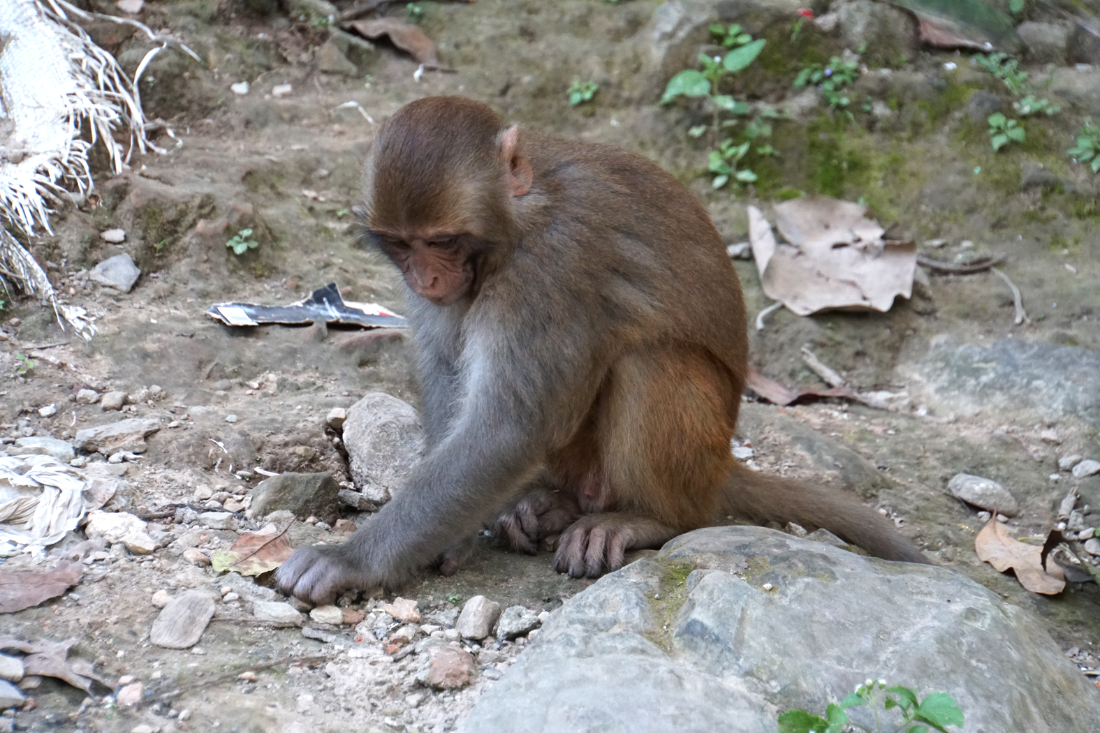 auf dem Weg zur Swayambhunath-Stupa tummeln sich Affen