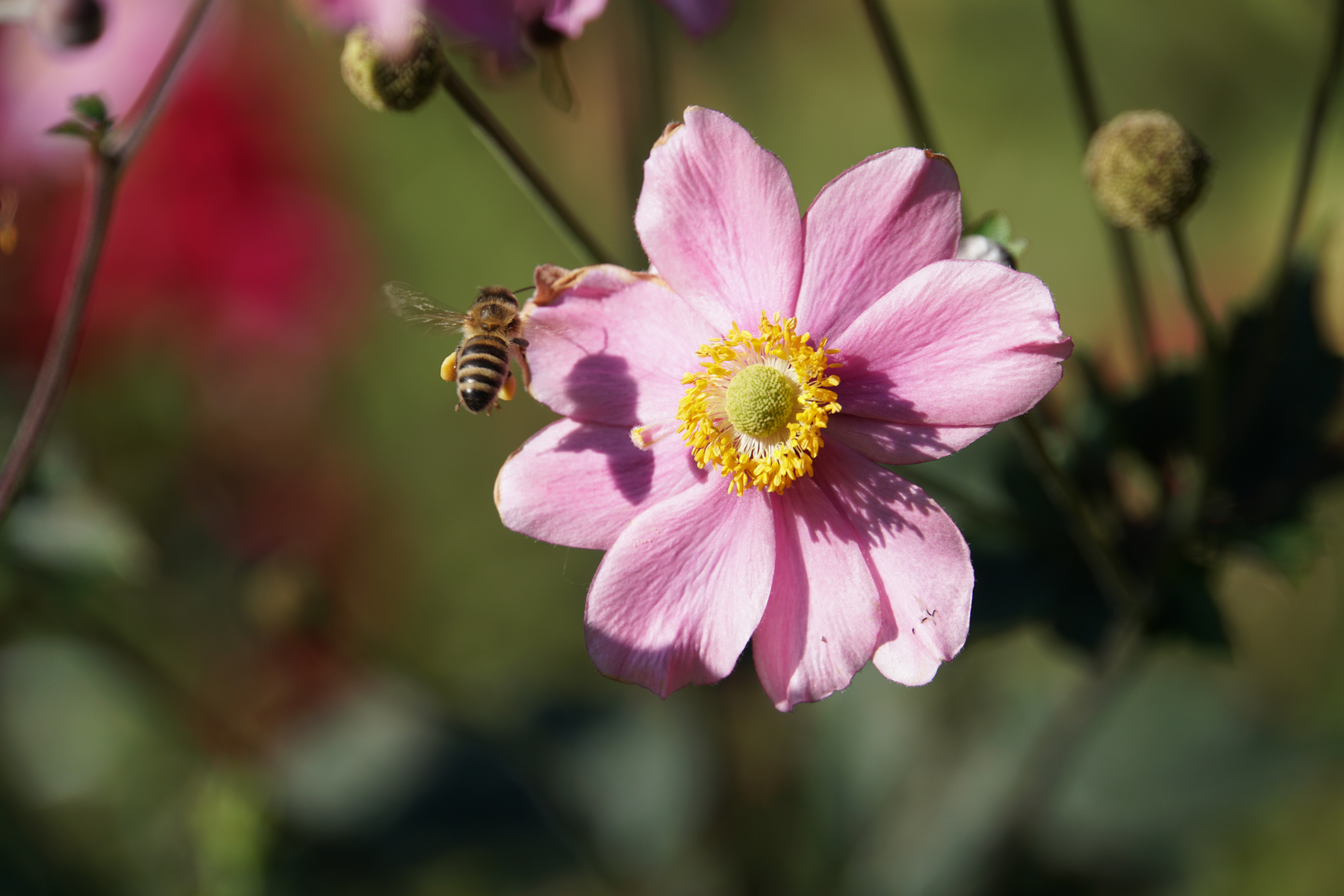 Bienen im Garten