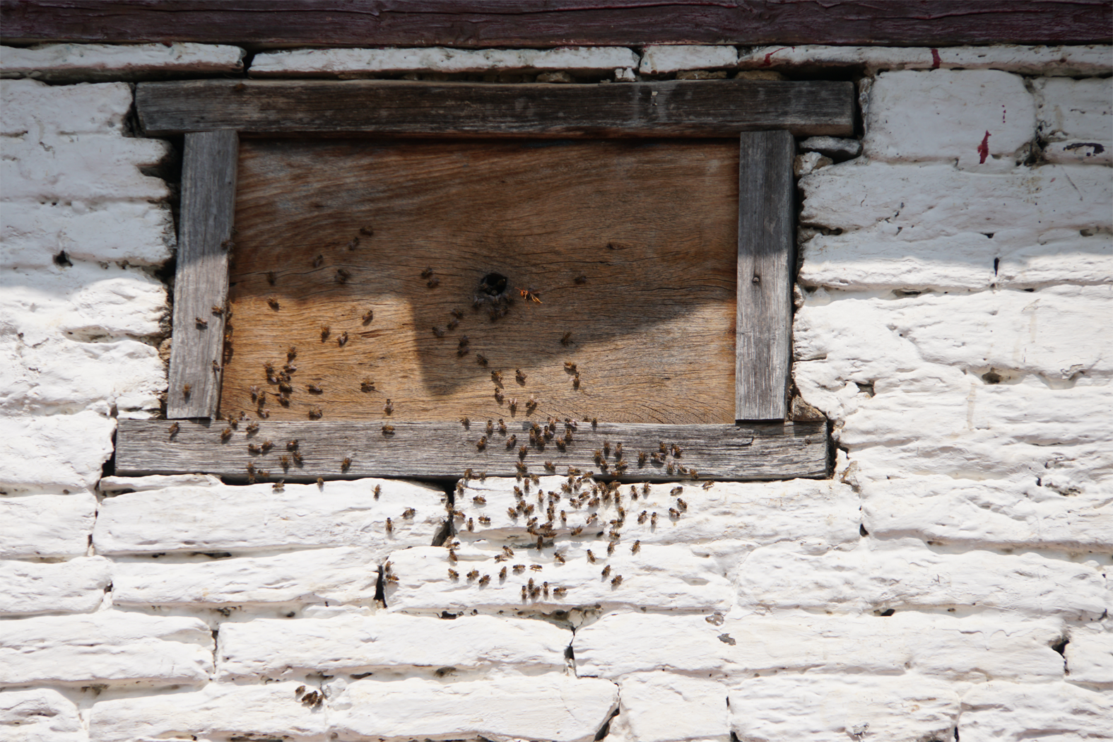 Bienen