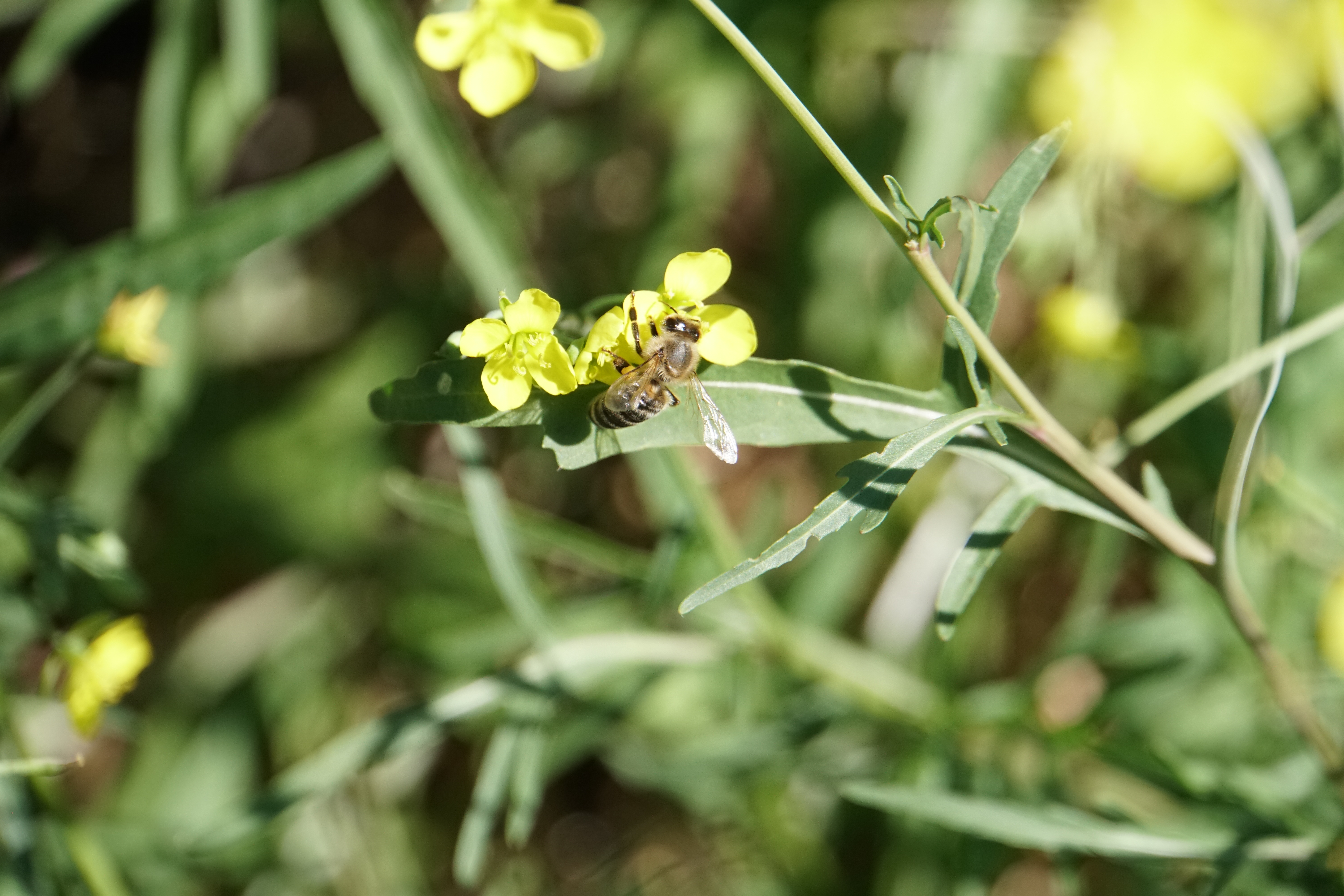 Bienen im Garten