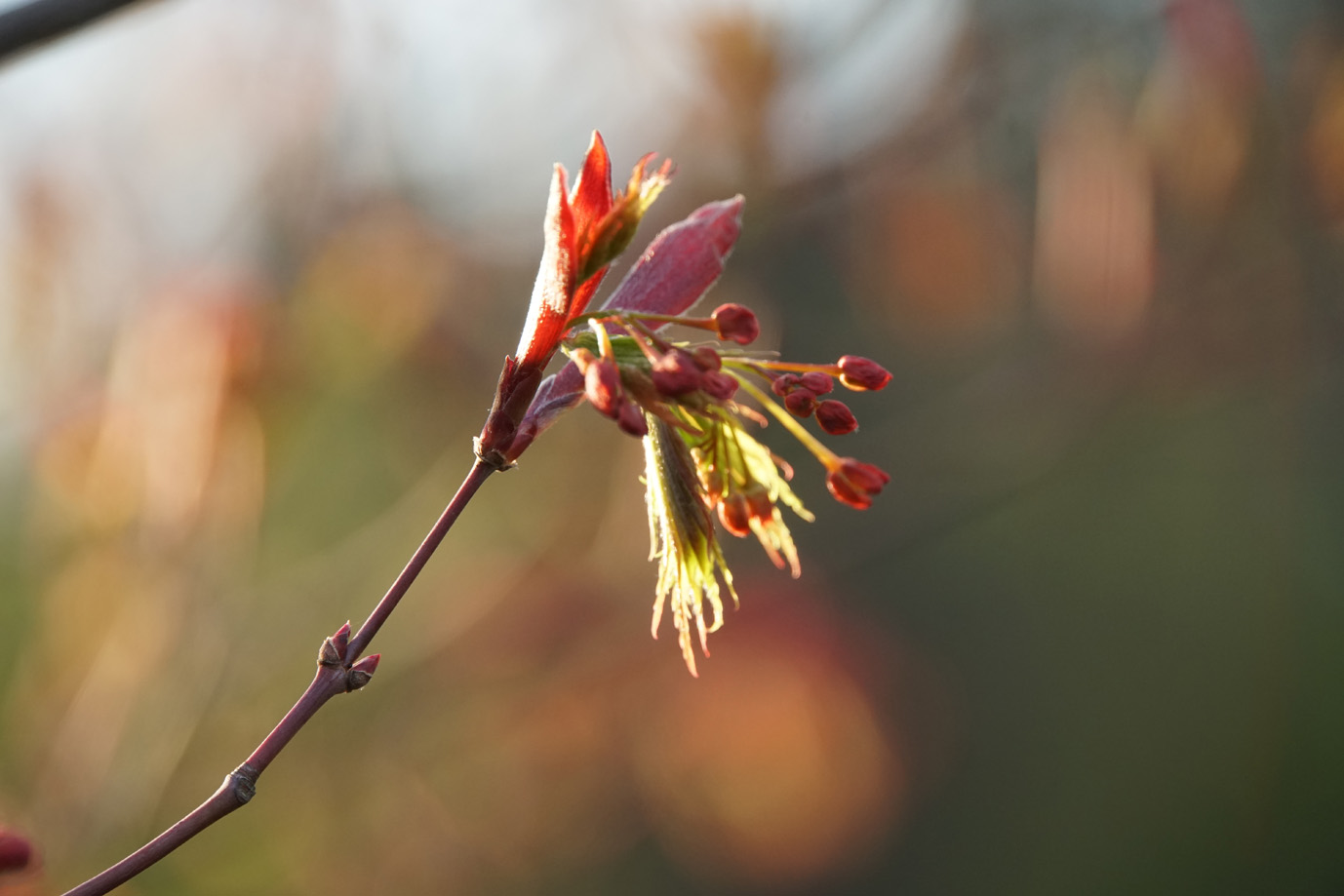 Efeu im Frühling