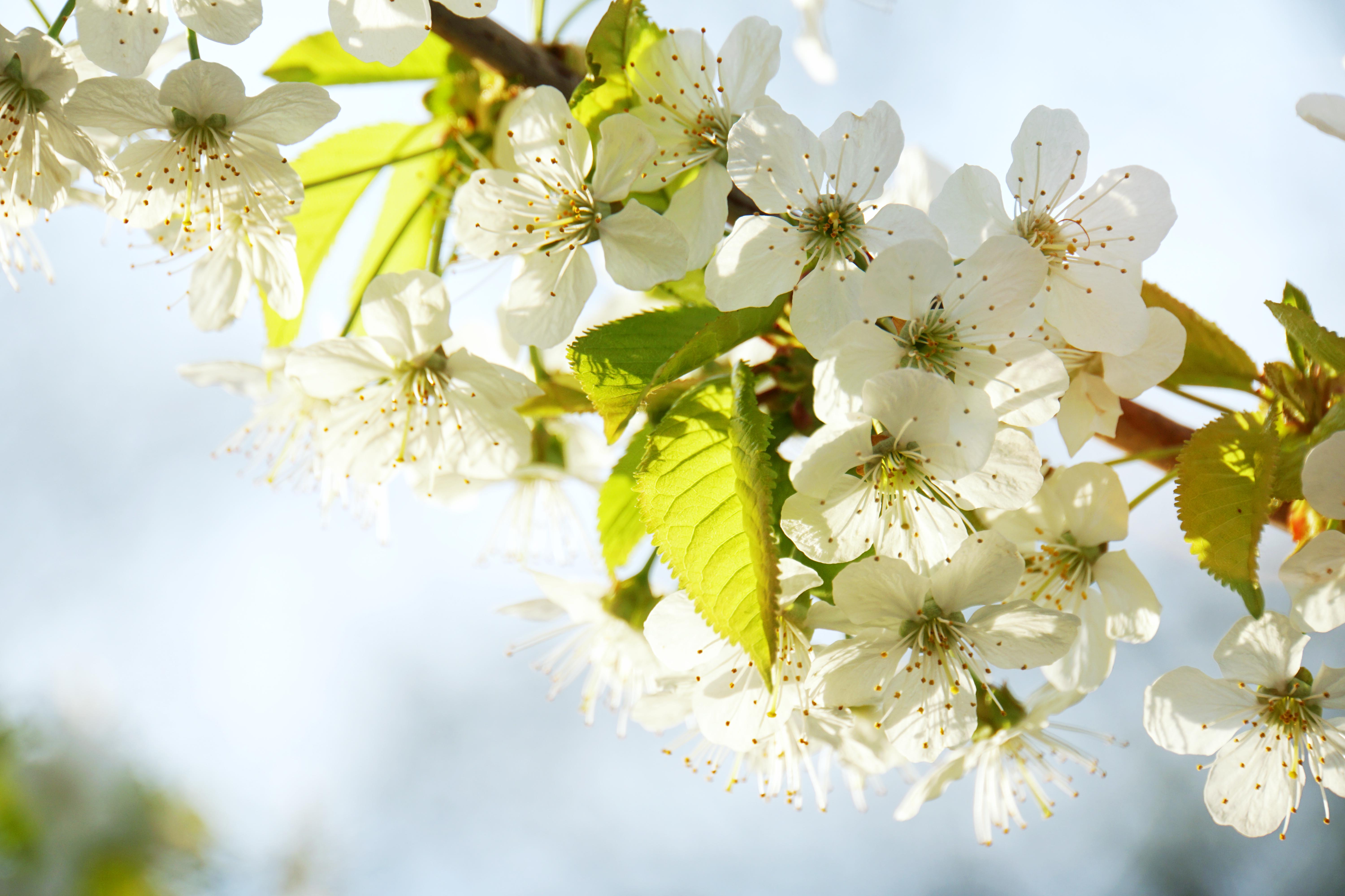 Kirschblüten im Frühling
