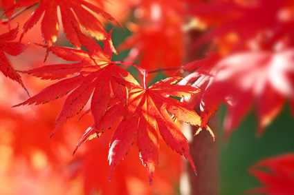 Efeu im Herbst