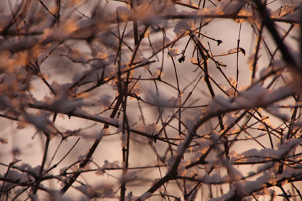 Efeu im Winter