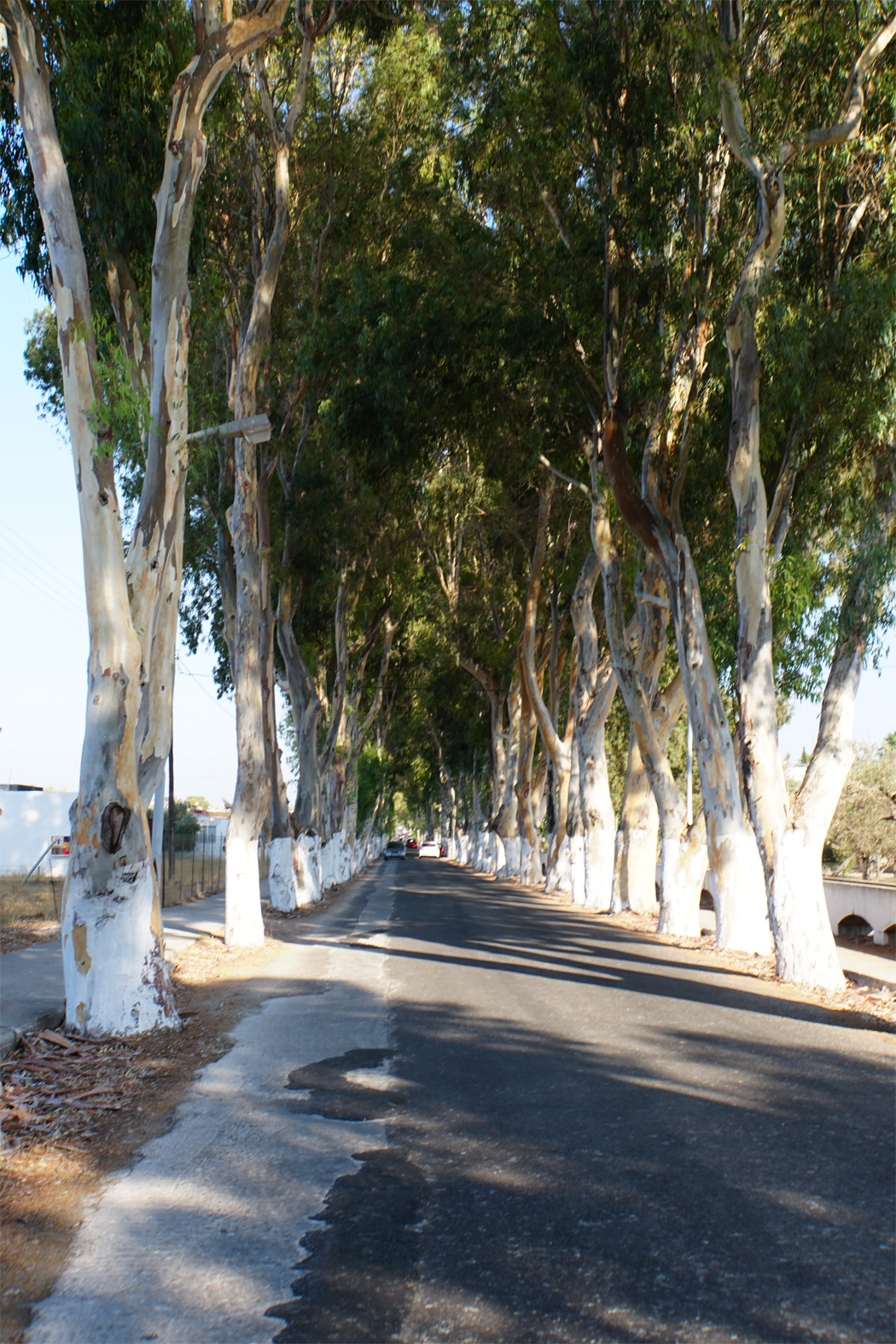 Eukalyptus Allee in Kolymbia