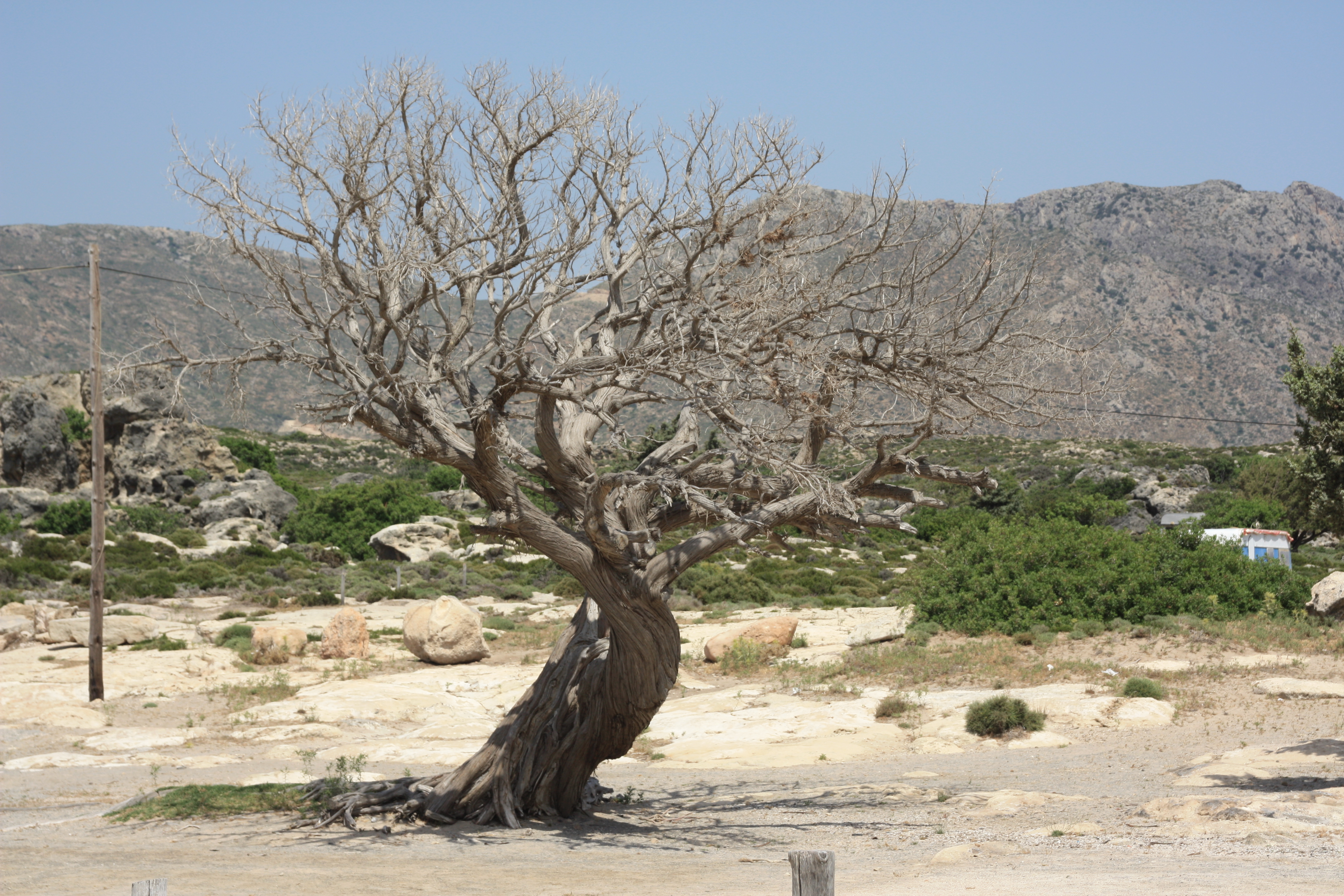 Baum