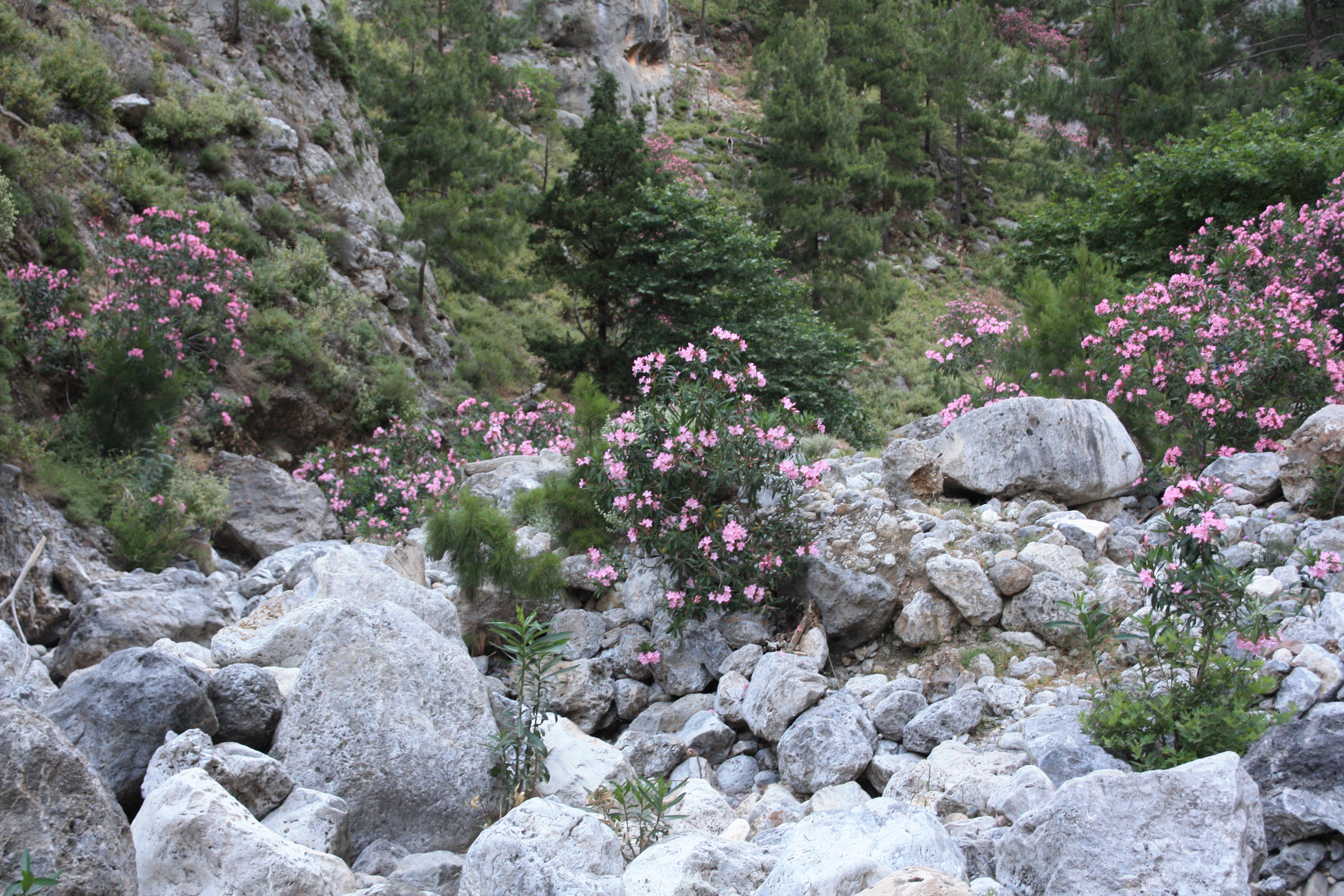 Orleander in der Lissos-Schlucht