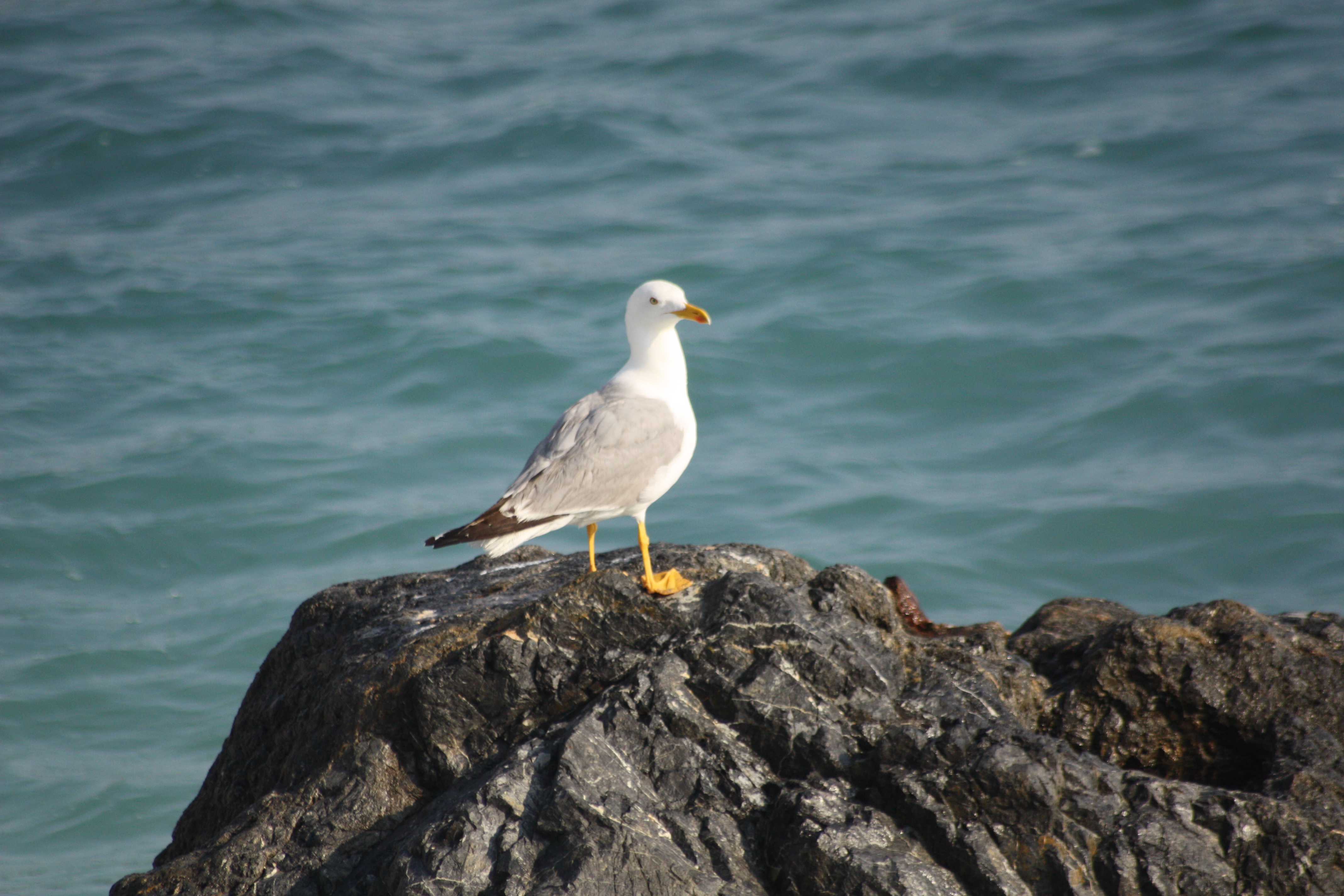 Möwe