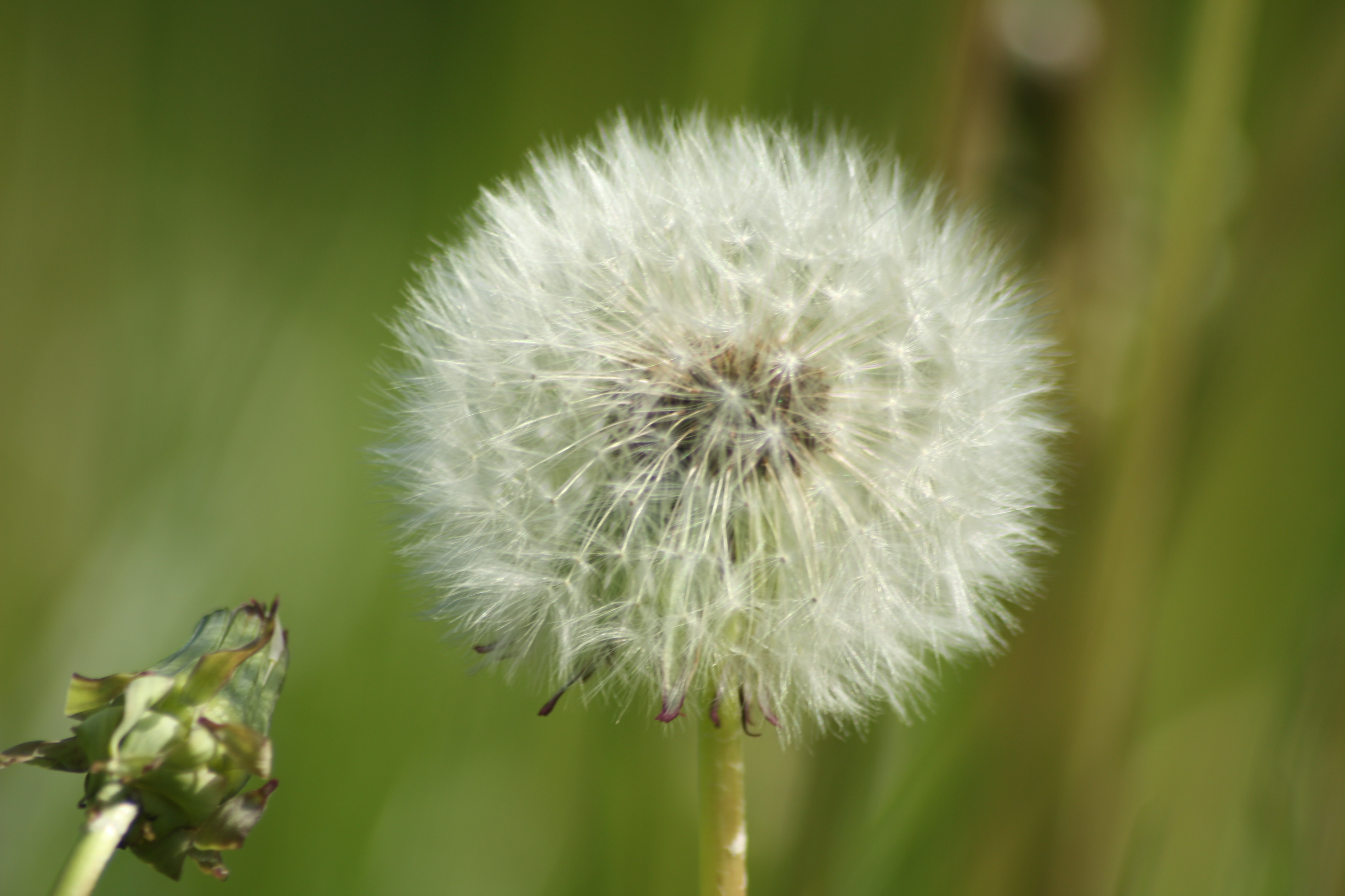 Pusteblume