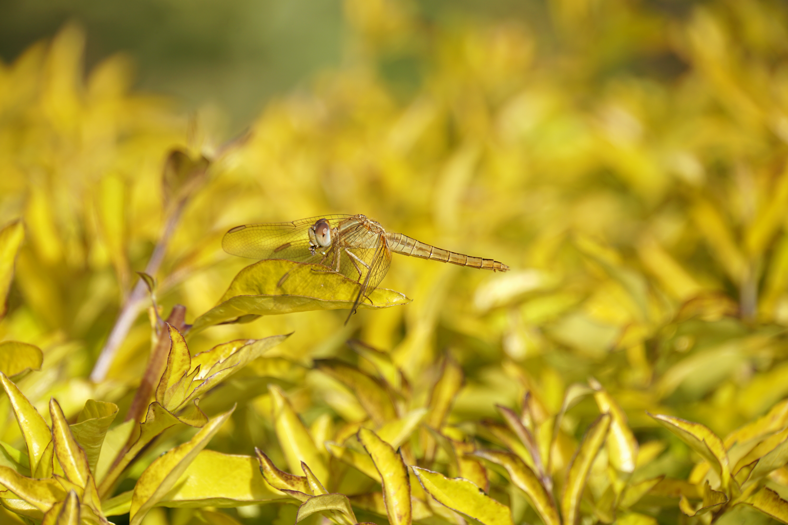 im Garten des ECO-Hotels in Astam