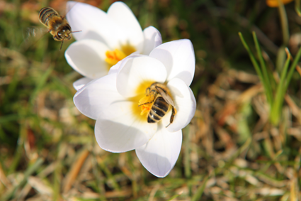 Krokus