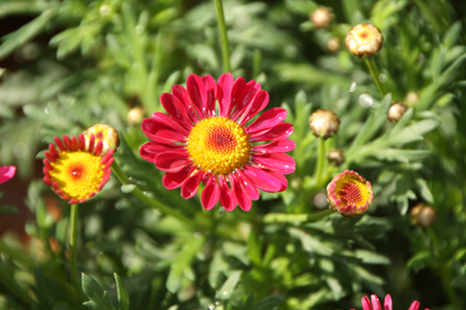rote Margeriten