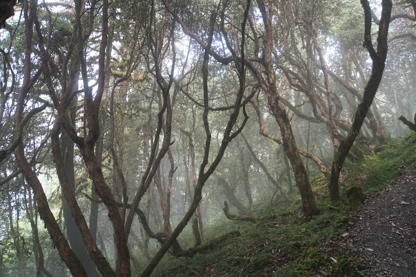 auf dem Weg nach Phulbari durch eine Dschungel aus Rhododendron