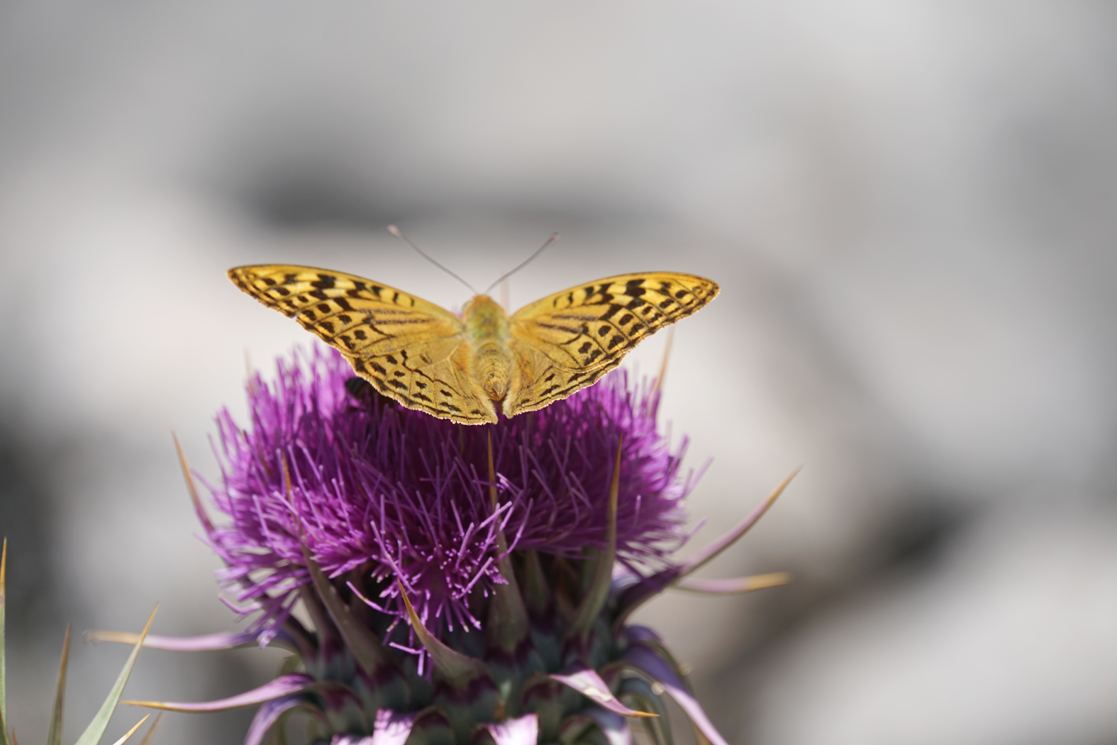 Schmetterling