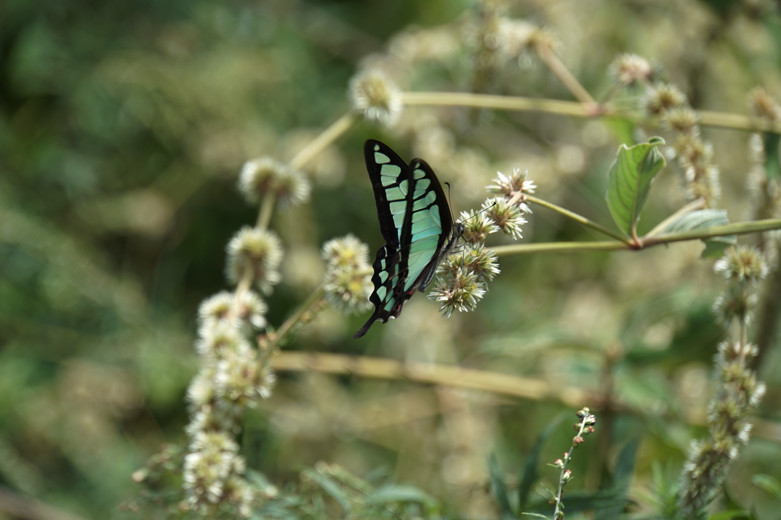 Schmetterling