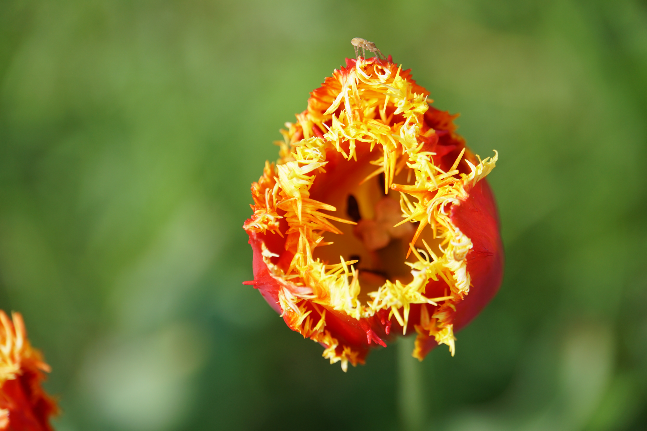 Tulpe