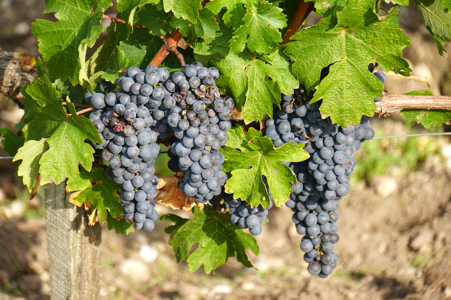 kurz vor der Weinlese