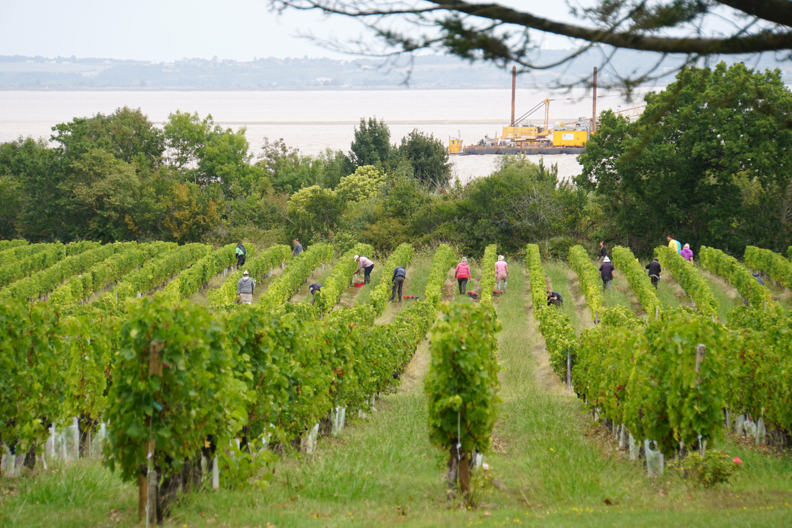 Weinlese