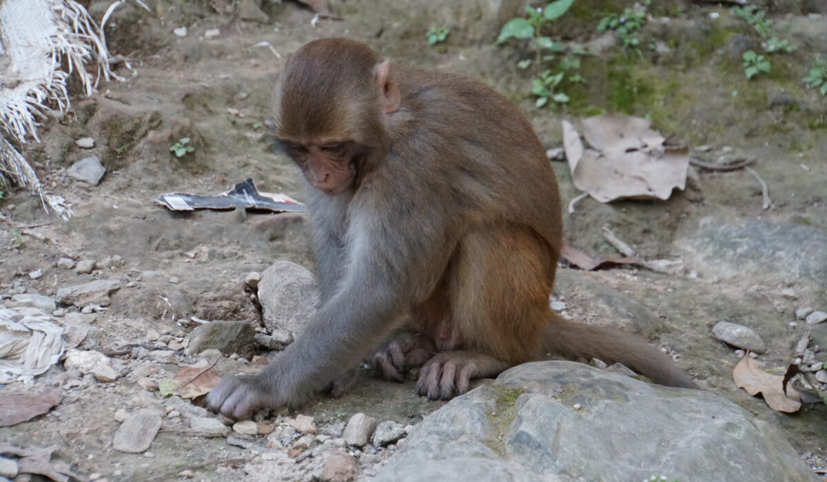 Affe auf den Weg zur Affentstupa Swayambhunath