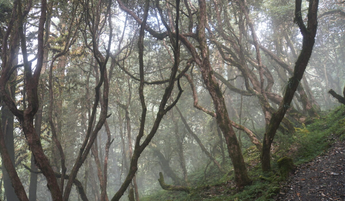 durch Rhododendron Wälder
