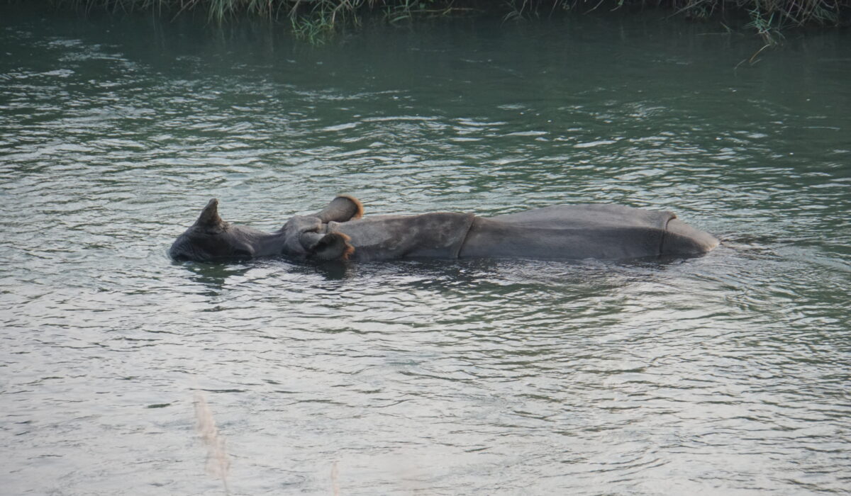 Nashorn im Fluss