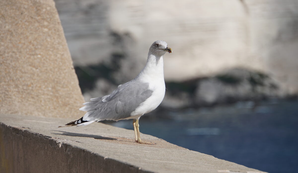in Bonifacio