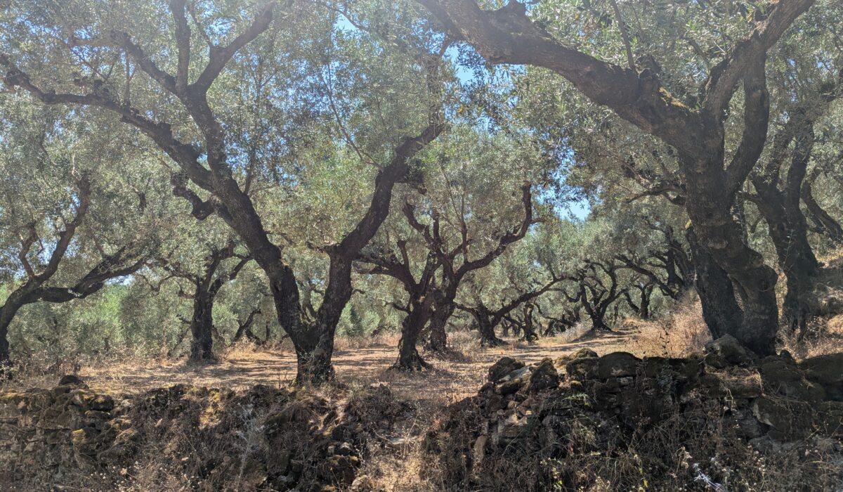 wandern durch einen Olivenhain