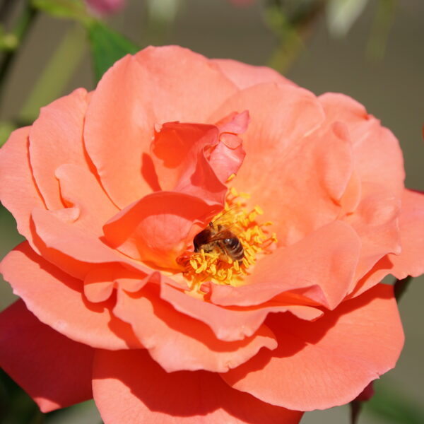 Rose mit Biene
