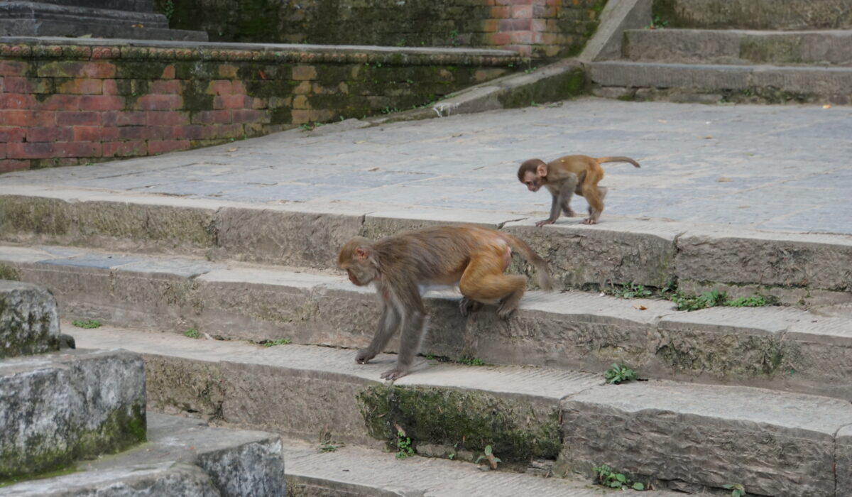 Affen bei der Stupa Swayambhunath