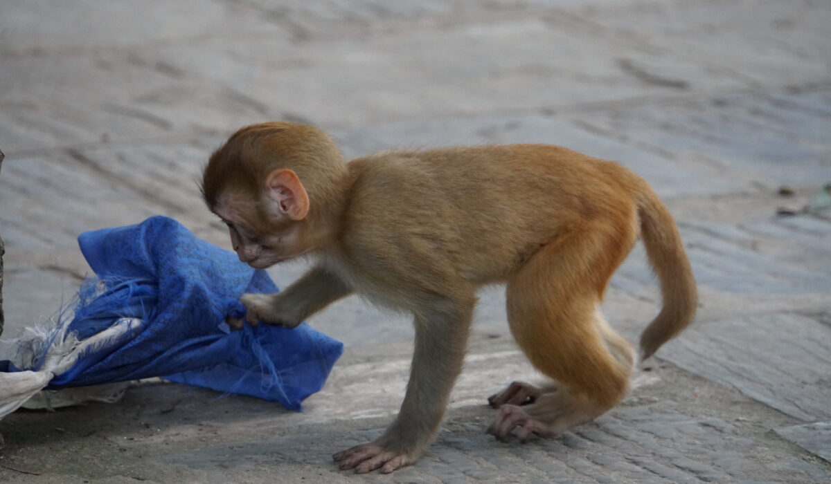 Affe bei der Stupa Swayambhunath