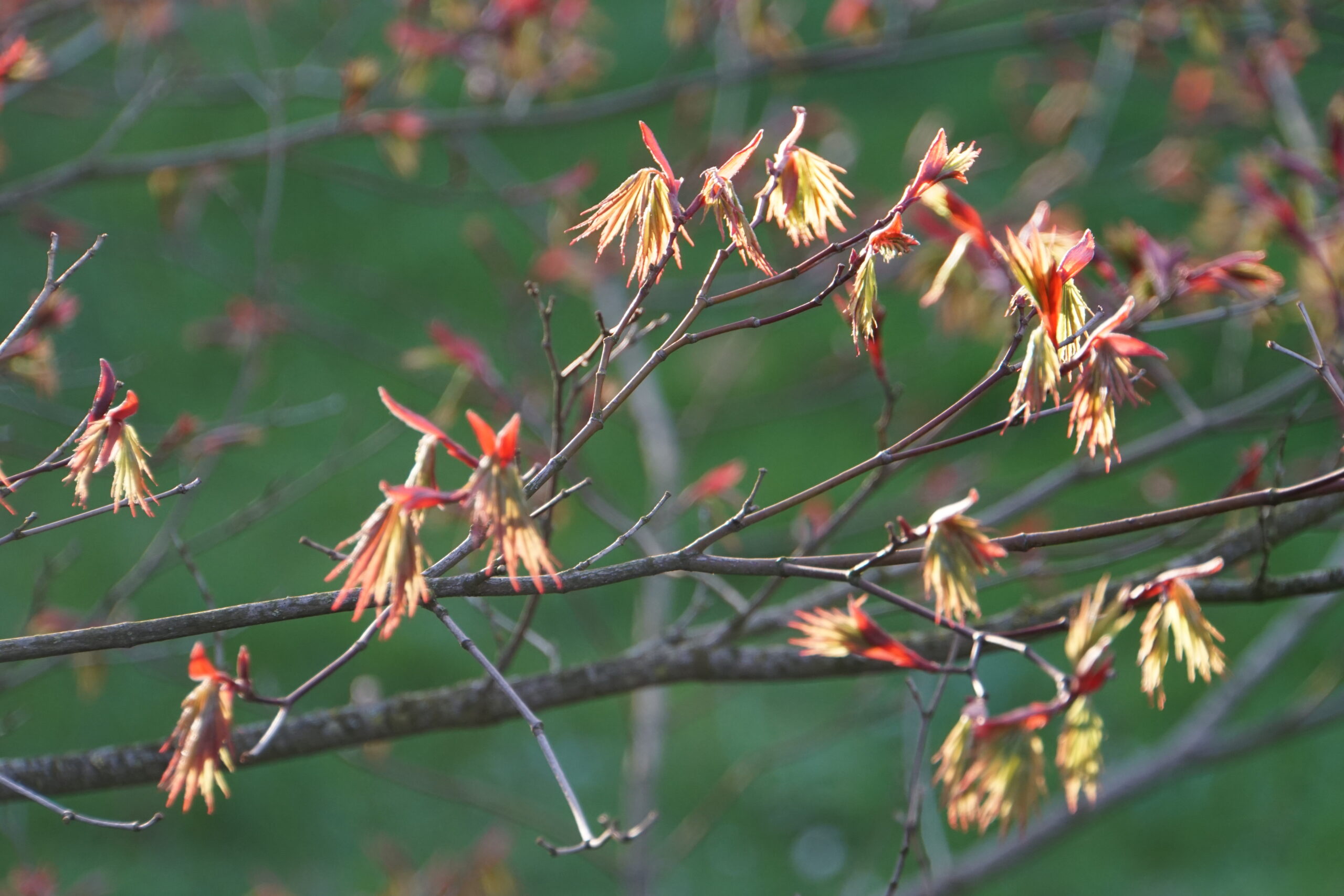japanischer Ahorn im Frühling