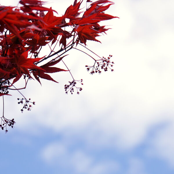 japanischer Ahorn im Sommer