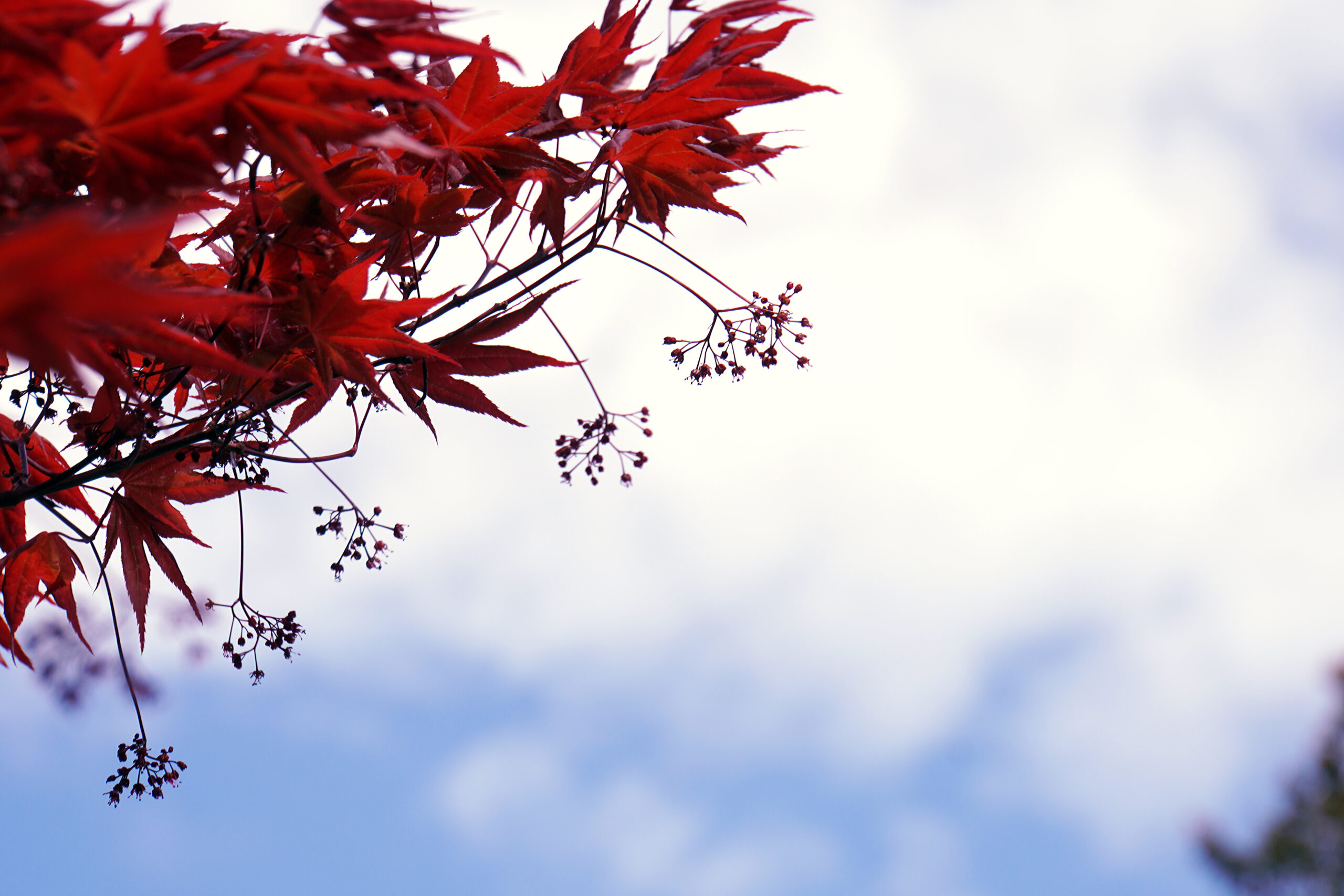 japanischer Ahorn im Sommer
