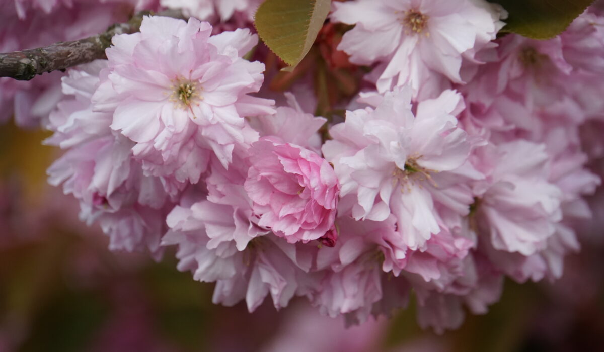 Kirschblüte