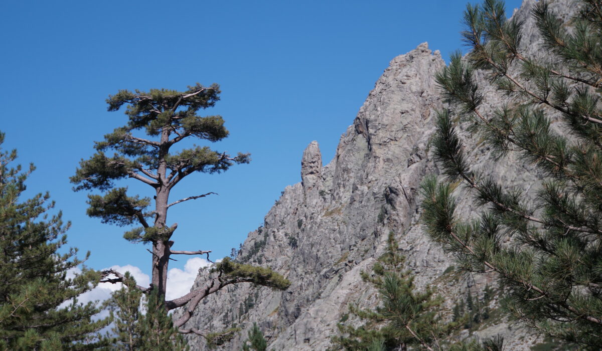 Wandern im Restonica Tal