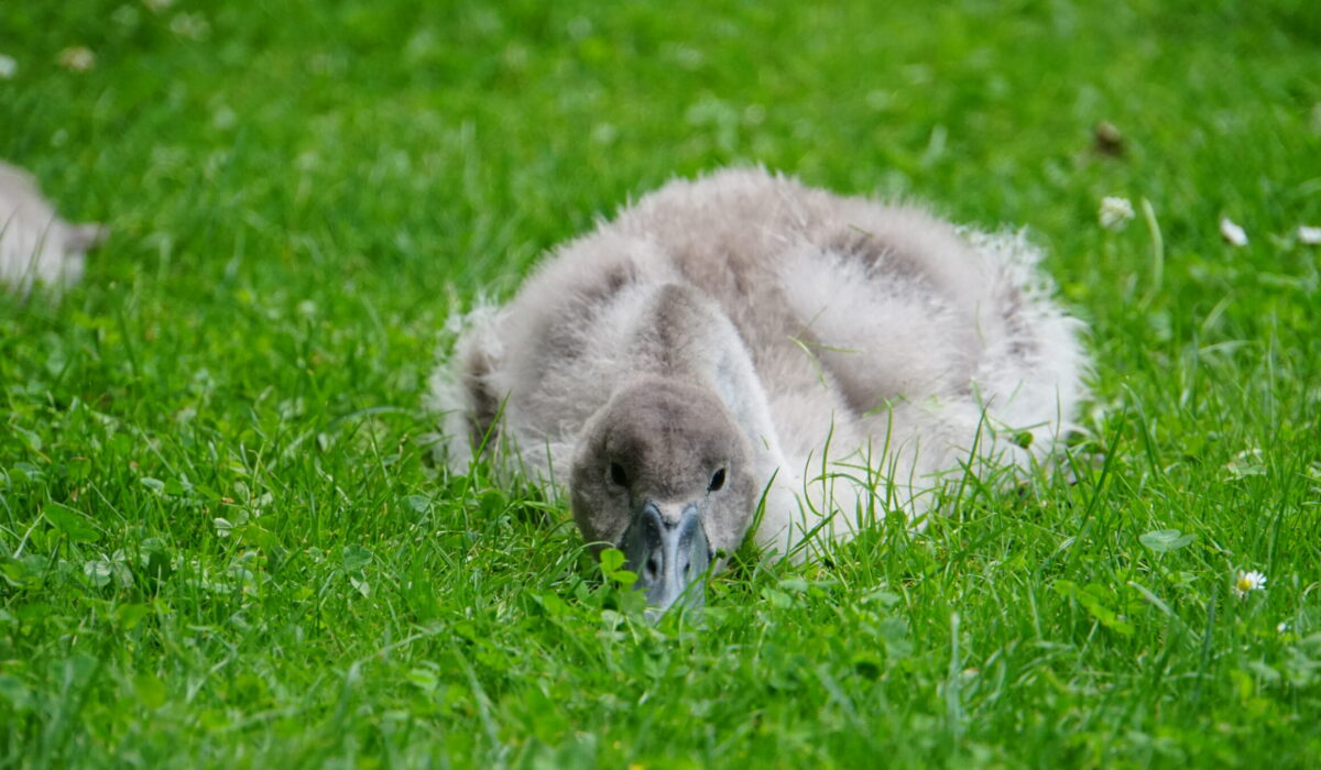 junger Schwan