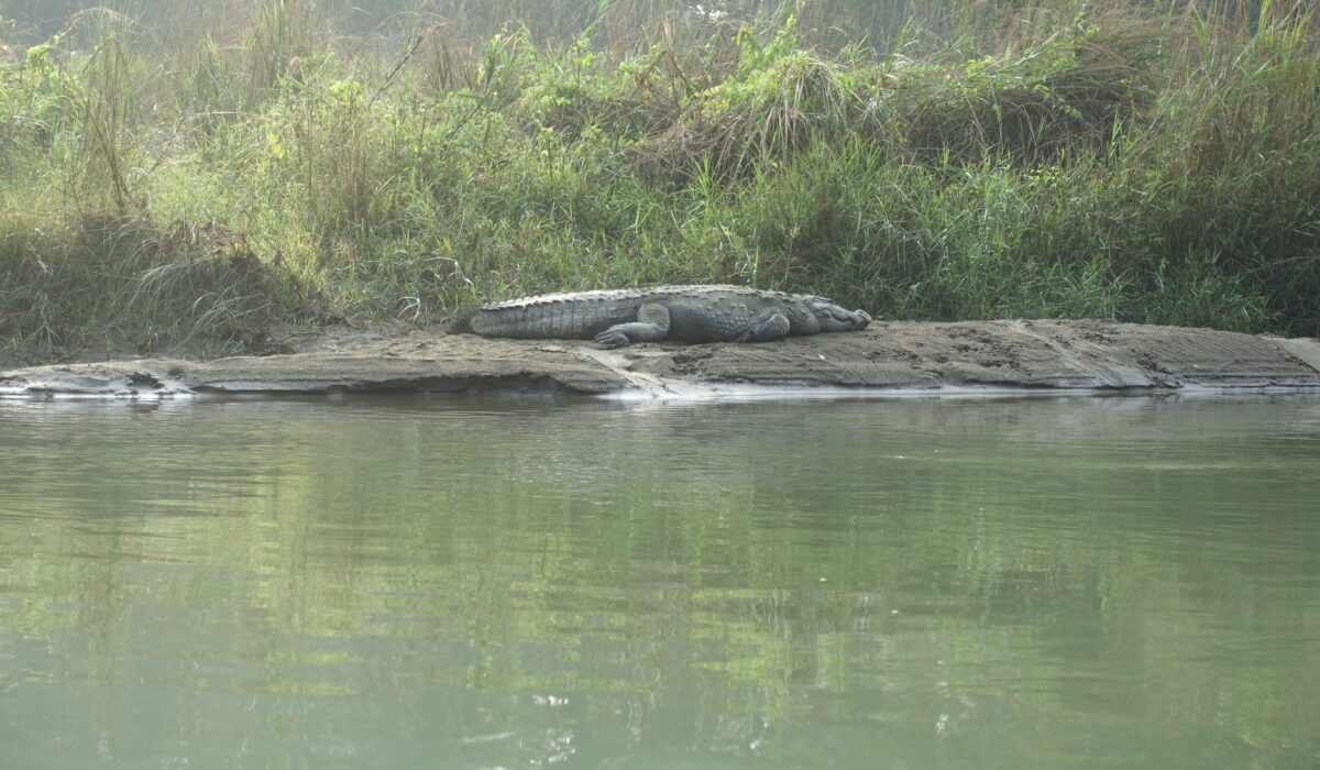 Krokodile liegen am Ufer