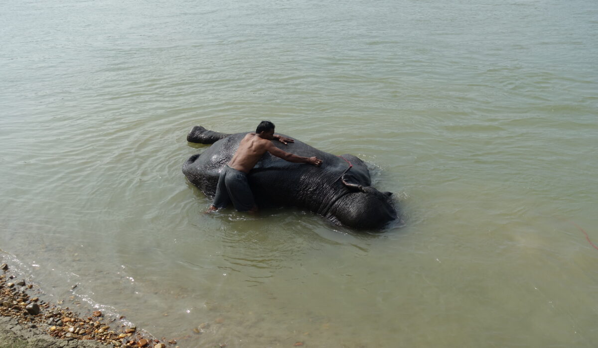 ein Elefant wird gewaschen