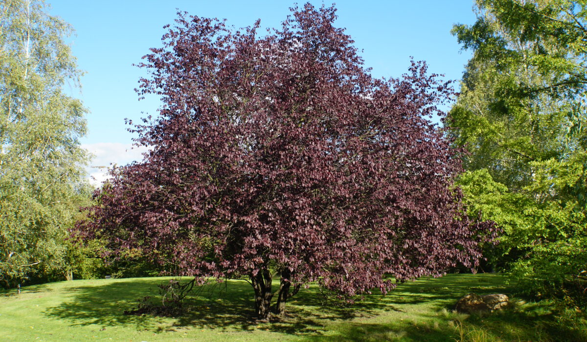 DSC07175