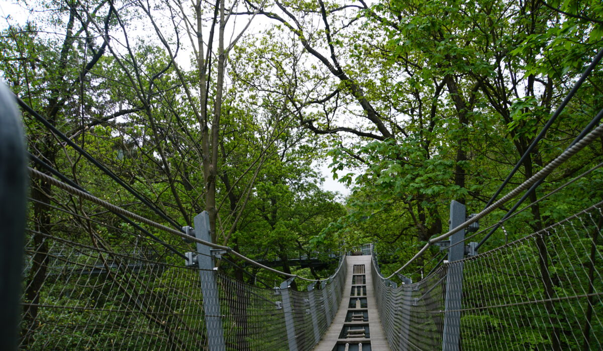 auf dem Baumwipfelpfad in Bad Harzburg
