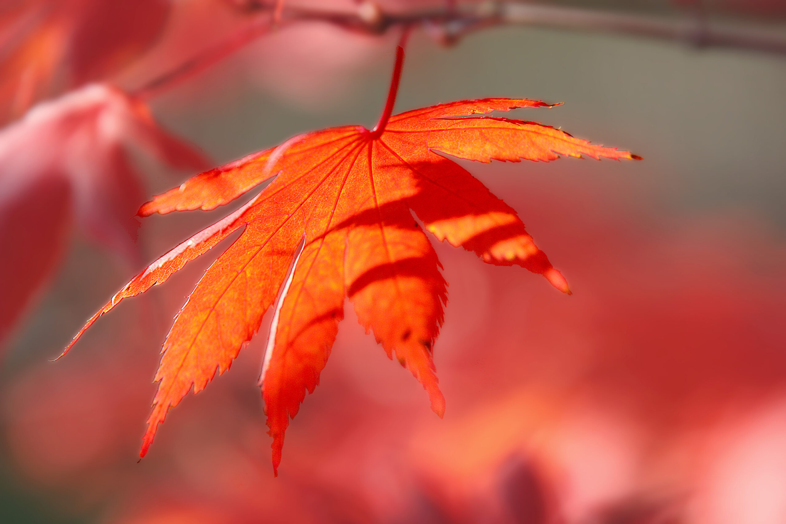 japanischer Ahorn im Herbst