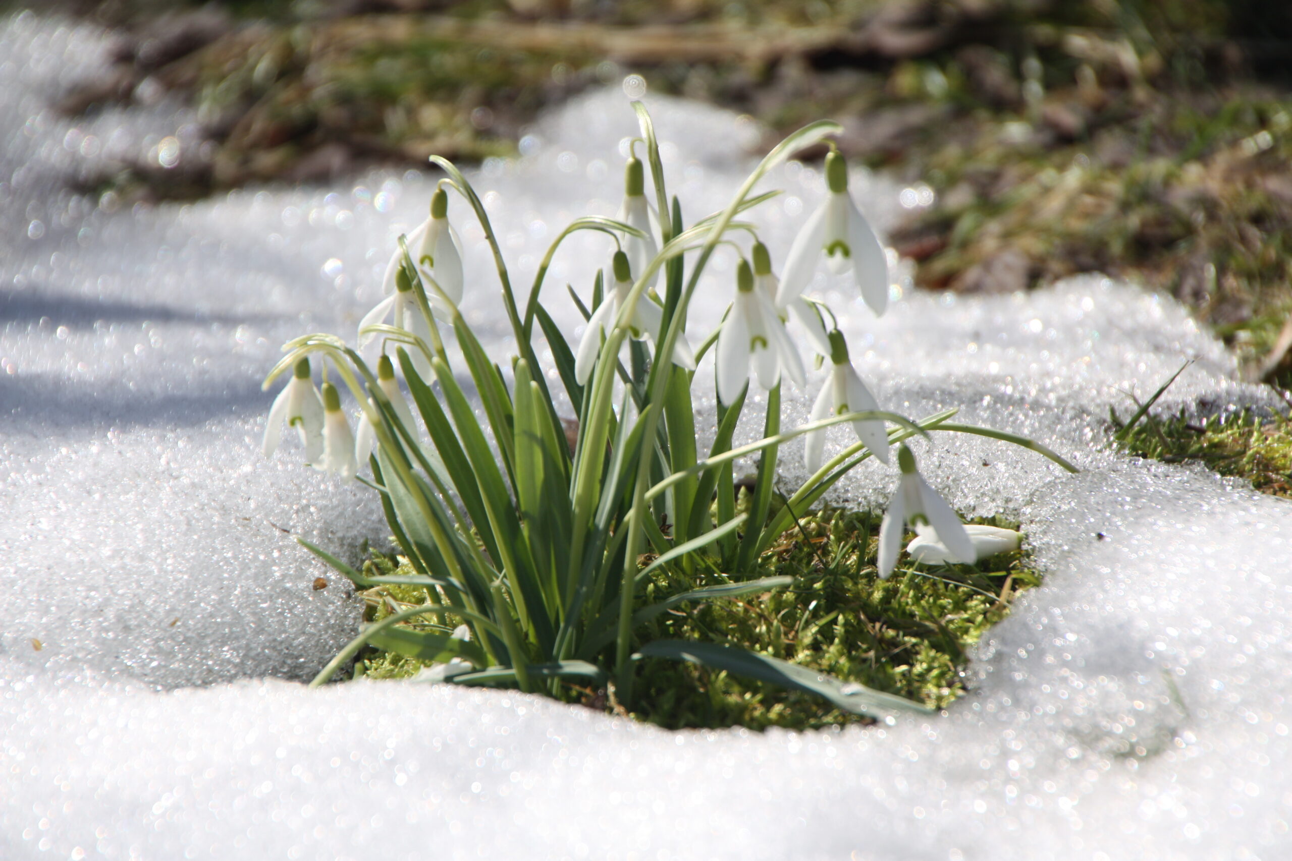 Schneeglöckchen