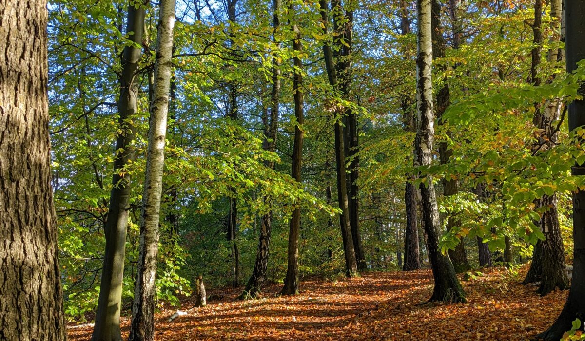 Wanderweg