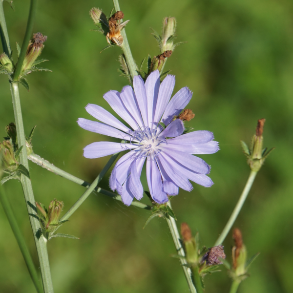 Wegwarte